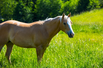 Port Angeles, Washington State. Palomino horse enjoys the sunshine in a green pasture - obrazy, fototapety, plakaty