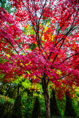 Bremerton, Washington State. Tall red maple and autumn color