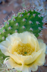 Desert Prickly Pear Cactus, Arches NP, Utah, USA