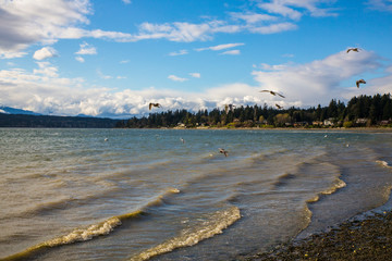 Kitsap Peninsula, Puget Sound, Washington State. Seagull