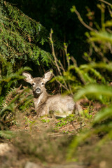 Issaquah, Washington State, USA. Mule deer fawn resting in a forest.