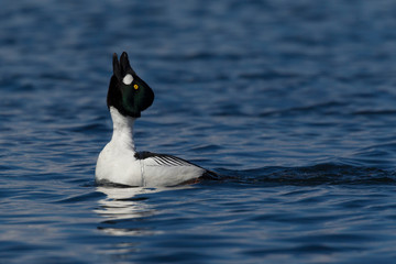 Common Goldeneye drake, courtship behavior