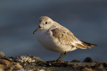 Sanderling, winter plumage
