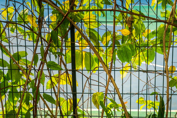 Green leaves growing on a metal grid fence