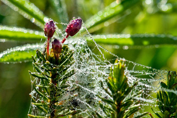 Heather and spider webs covered with dewdrops. Washington Cascades Mountains.