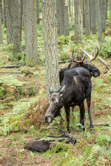 Eatonville, Washington State, USA. Moose calf resting while the cow and bull watch over it,...