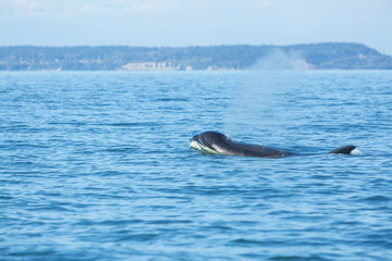 Fototapeta premium Transient Orca Killer Whales (Orca orcinus), Pacific Northwest
