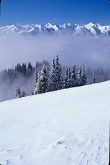 WA, Olympic National Park, Olympic Mountain Range after winter snow storm at Hurricane Ridge