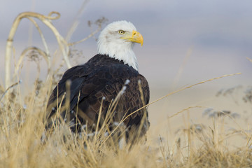 Bald Eagle on the ground