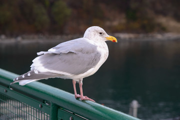 Orcas Island, San Juan Islands, Washington State. Seagull on the ferry.