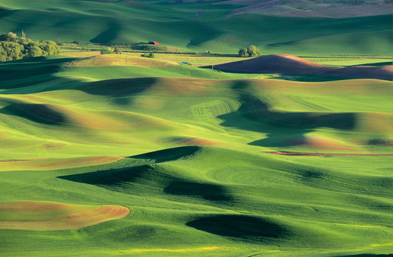 WA, Whitman County, Palouse Farmland, view from Steptoe Butte