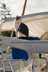 USA, WA, San Juan Islands. Baby - Rosario Marina cat rules the roost