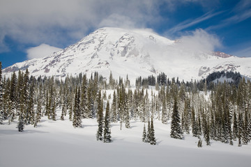 WA, Mount Rainier National Park, Mount Rainier, and snow covered fir trees
