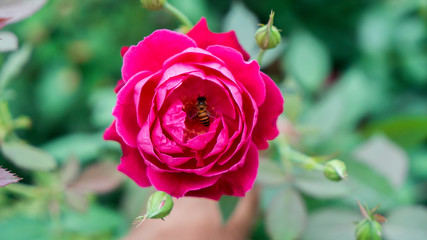 Honey Bee in Rose Flower