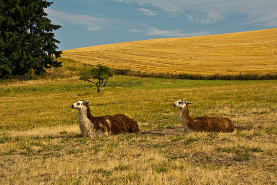 Llamas, Steptoe Butte State Park, Palouse area, Washington, USA