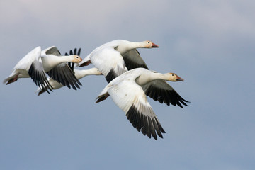 Obraz premium Snow geese flying