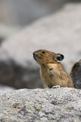 WA, Mount Rainier National Park, American Pika (Ochotona princeps)