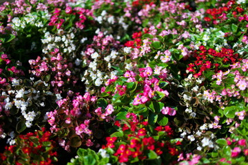 Tokyo,Japan-August 17, 2019: (soft focus) Colorful impatiens in a garden