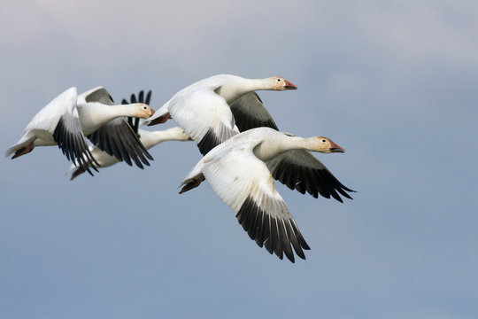 Snow geese flying