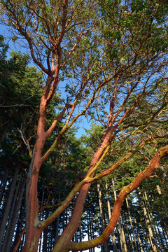 USA, Washington State. San Juan Islands, James Island. Madrona trees with colorful bark