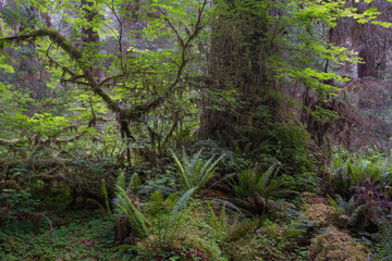 USA, Washington State. Mosses and Ferns growing on and around trees in Hoh Rain Forest, Olympic National Park