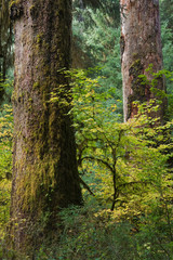 Obraz premium Hoh River Valley, Olympic National Park