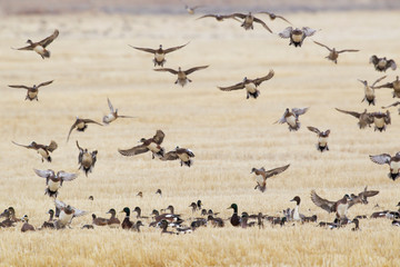 Waterfowl Alighting in Winter Wheat