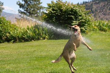 Obraz na płótnie Canvas Dog playing in water from hose.