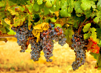 USA, Washington, Yakima Valley. Merlot grapes ready for harvest in Yakima Valley vineyard in...