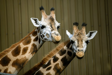 Seattle, Washington. Two giraffes at Woodland Park Zoo.