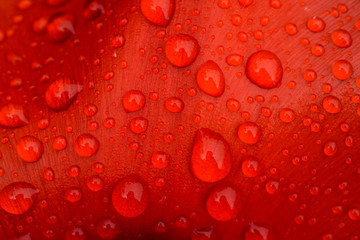 Fototapeta premium Close-up of rain droplets on red tulip petal.