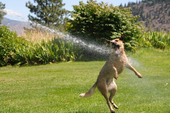 Dog Playing In Water From Hose.