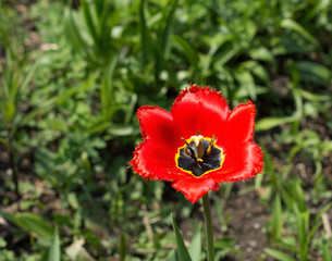 Fototapeta premium tulips in garden. red tulip. flowers in the garden. summer garden. the scarlet flower