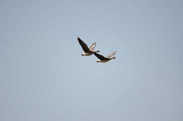 White-fronted geese flying in Izunuma, Miyagi prefecture, Japan