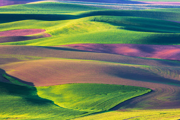 USA, Washington State, Palouse, Spring Rolling Hills of Wheat and Fallow fields