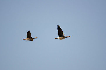White-fronted geese flying in Izunuma, Miyagi prefecture, Japan