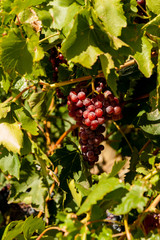 Usa, Washington State, Red Mountain. Mourvedre grapes at Corvus Vineyard.