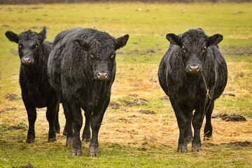 Fototapeta premium Skagit Valley, Washington State. Cows in the rain.