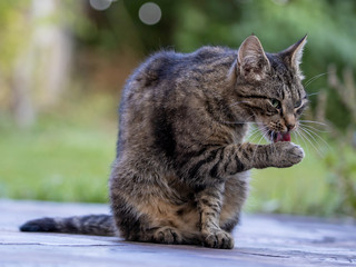 Eine getigerte Katze leckt sich die Vorderpfote