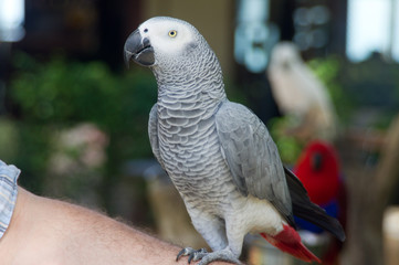  white parrot in the jungle. white motley parrot with a beautiful beak. thailand birds