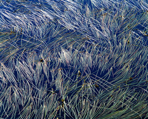 USA, Washington State, Cascades Range. Pine needles floating in a pond make an interesting pattern in the Washington State Cascades Range.
