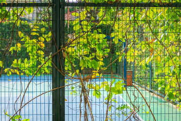 Green leaves growing on a metal grid fence