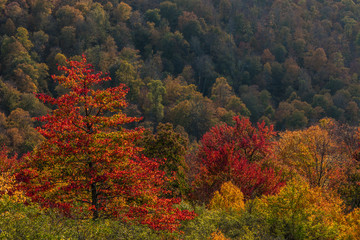 Fototapeta premium Autumn color in hardwood forest in Randolph County, West Virginia, USA