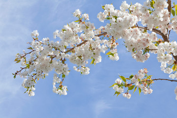 USA, Washington, Seabeck. Cherry blossoms against blue sky. Credit as: Don Paulson / Jaynes Gallery / DanitaDelimont.com