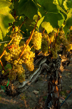 Usa, Washington State, Yakima Valley. Harvest in the French Creek Vineyard.