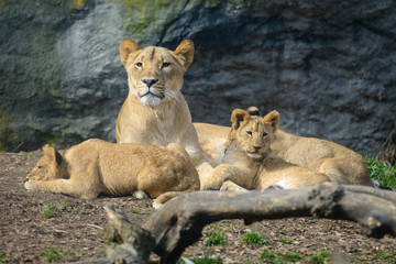 Seattle, Washington. Mother lion with cubs (Panthera Leo) at Woodland Park Zoo.