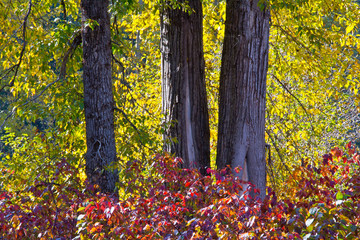 Autumn foliage, White River Area, Wenatchee National Forest, Washington State, USA.