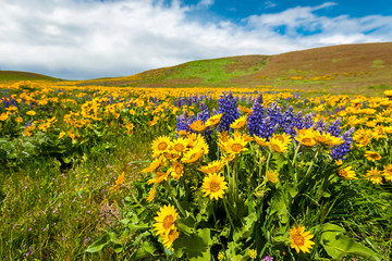 Fototapeta premium USA, Washington State, Columbia Hills State Park. Spring wildflowers cover the meadows at Columbia Hills State Park.