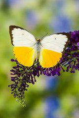 White and Yellow butterfly in the Pieridae family on purple Butterfly Bush