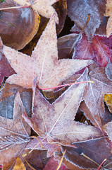 USA, WA, Frost on Sweet Gum Leaves (Liquidambar styraciflua)